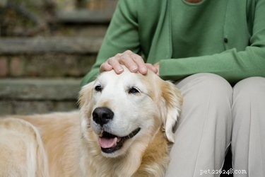 Jaká je očekávaná délka života psů s Cushingovou chorobou?