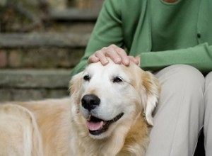 Quelle est l espérance de vie des chiens atteints de la maladie de Cushing ?