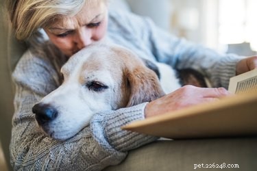 Qual ​​é a expectativa de vida de cães com doença de Cushing?