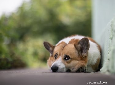 犬の呼吸の問題に対する在宅治療 