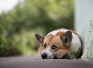 犬の呼吸の問題に対する在宅治療 