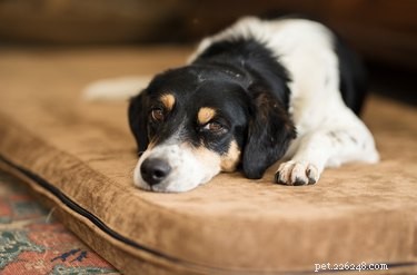 Домашнее лечение проблем с дыханием у собак
