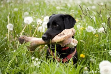 개에게 쇠고기 뼈를 먹일 수 있습니까?