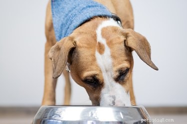 I migliori alimenti per cani per cani con pancreatite
