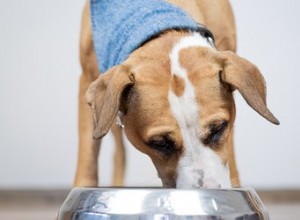 Les meilleurs aliments pour chiens atteints de pancréatite