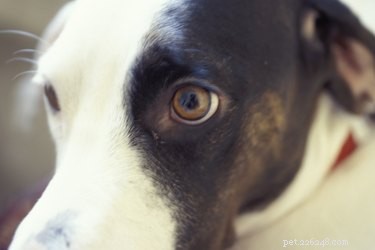 Combien coûte la chirurgie de la cataracte pour les chiens ?