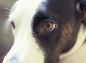 Combien coûte la chirurgie de la cataracte pour les chiens ?