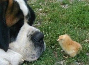 犬に安全な除草剤 