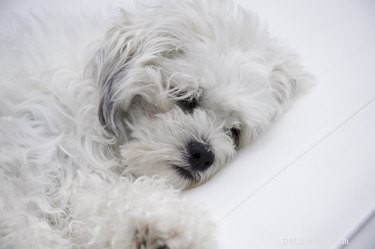 Vad ska man göra om en äldre hund sover för mycket?