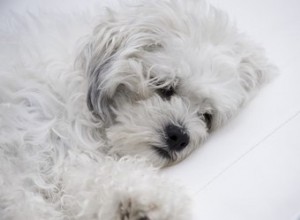 年上の犬があまりにも多く眠っている場合はどうすればよいですか？ 