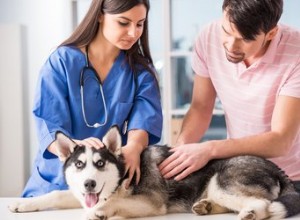 Acidificante de urina para cães