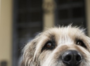 como-pelo-de-cachorro-ao redor dos olhos