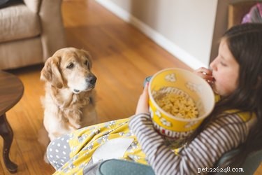 Kunnen honden popcorn eten?