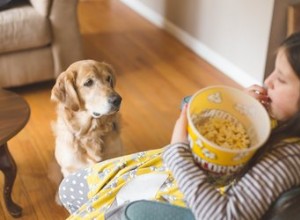 Os cães podem comer pipoca?