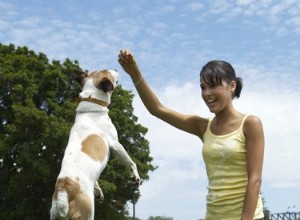 Каковы побочные эффекты метакама у собак?