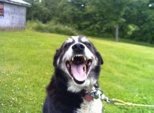 Maneiras naturais de limpar os dentes dos cães sem usar pasta de dente