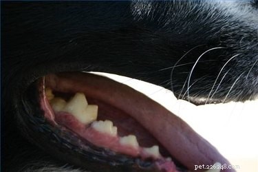 Естественные способы чистки зубов собак без использования зубной пасты