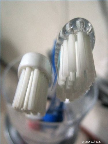 Přirozené způsoby čištění psích zubů bez použití zubní pasty