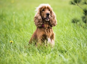 Doença de Evans em cães