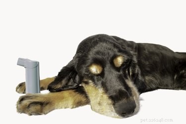 Allergies et post-écoulement nasal chez le chien