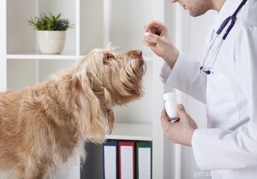 Rimadyl-dosering voor honden