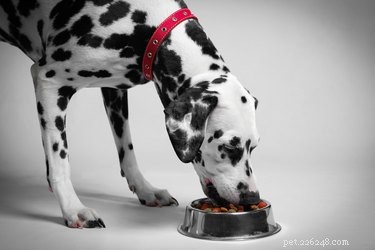 Nízkopurinová dieta pro psy
