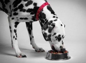 犬のための低プリン体食 