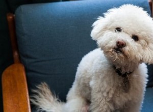 Que faire si votre chiot est constipé