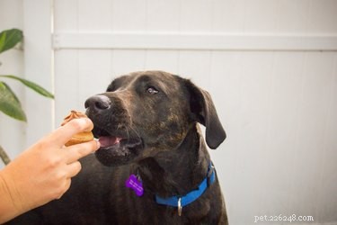 Quando alimentar um cachorro após o vômito