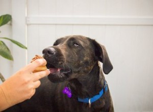 Quando alimentar um cachorro após o vômito