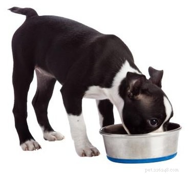 Cosa dare da mangiare a un cane con insufficienza renale