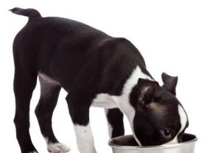 Čím krmit psa se selháním ledvin