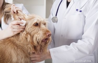 Efeitos colaterais de antibióticos em cães