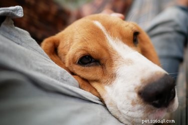 Советы, как заставить больных собак есть