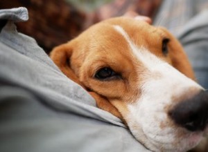 Советы, как заставить больных собак есть