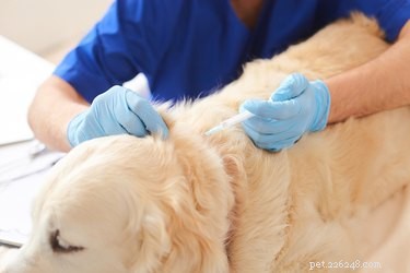 Informações sobre a vacinação contra Bordetella para cães