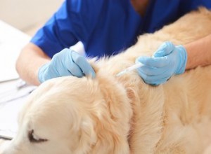 Информация о вакцинации собак против бордетеллы