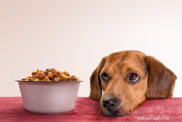 Stress et diarrhée chez les chiens