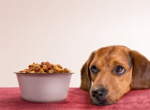 Estresse e diarreia em cães