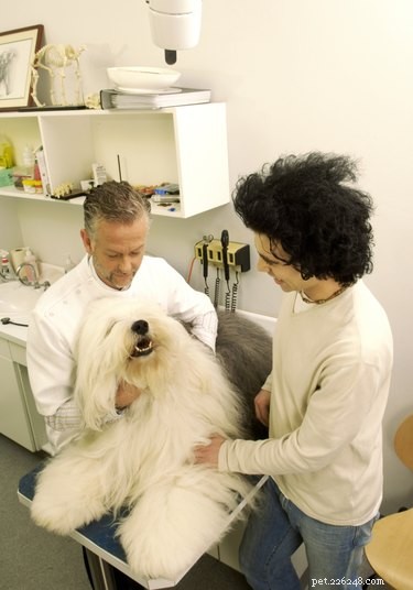 Hoe herken je symptomen van de ziekte van Lyme bij honden