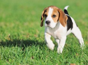 Diarréia fedorenta em cães