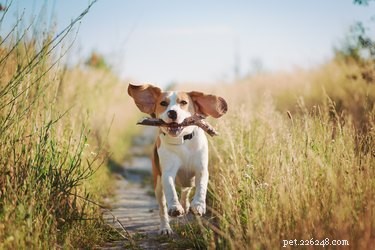 Вонючая диарея у собак