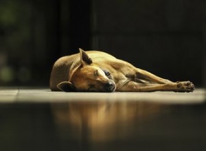 Como saber quando sacrificar seu cachorro