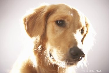 Опухоль селезенки у собак