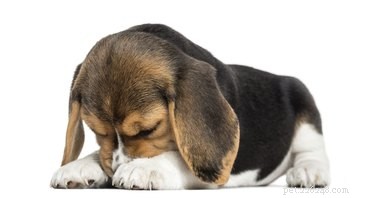 Grappig ruikende diarree bij honden
