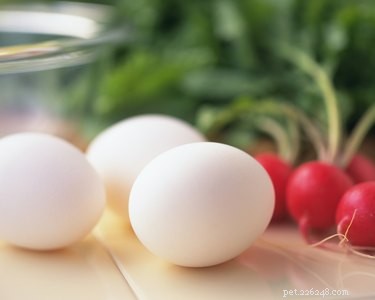 Är ägg hälsosamma för hundar?