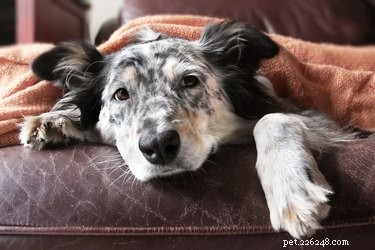 Léky proti zvracení pro psy