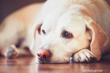 Bijwerkingen van metronidazol bij honden