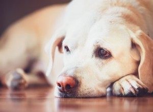 Nežádoucí účinky metronidazolu u psů