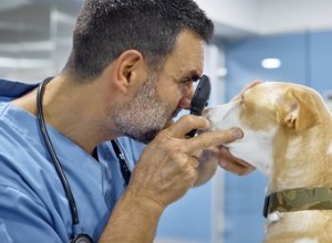 Canais lacrimais bloqueados em cães